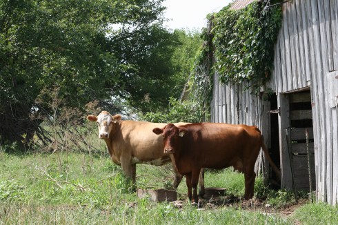 Hey Cow!!