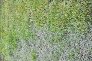 Grass