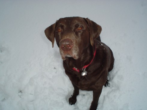 Walter in the Snow