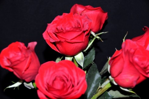 Roses