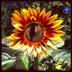 4508e500c38f11e1b00112313800c5e4_5